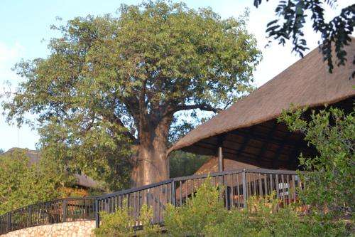 www.adansoniaecolodge.co.za