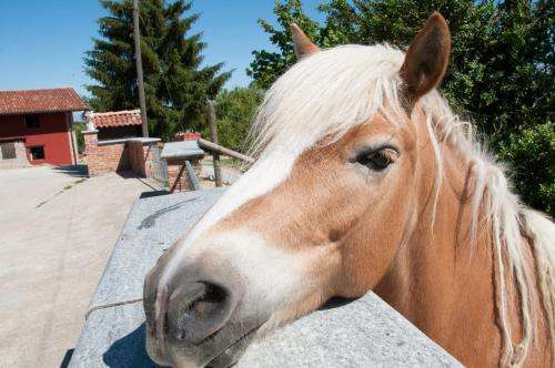 www.cascinalaromana.it