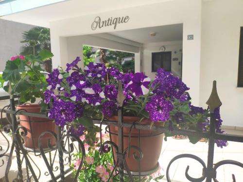 www.antiquethehotel.com