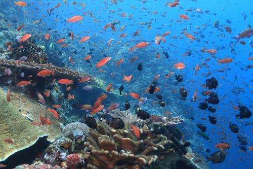 www.penida-diving.com