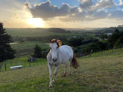 www.pukeatua-farmstay.com