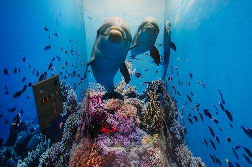 www.sparkling-dolphins.com