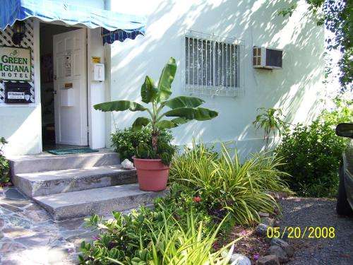 www.thegreeniguana.com