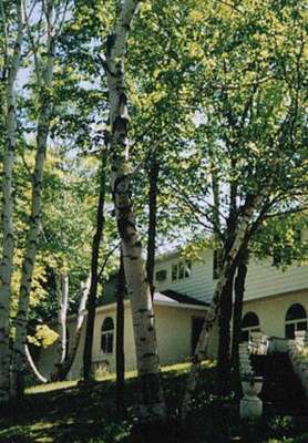 www.whitebirchinn.com