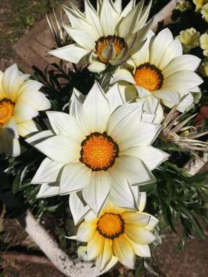 www.agrisassorosso.it