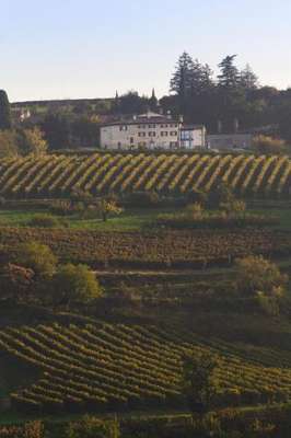 www.cadelmoro.wine
