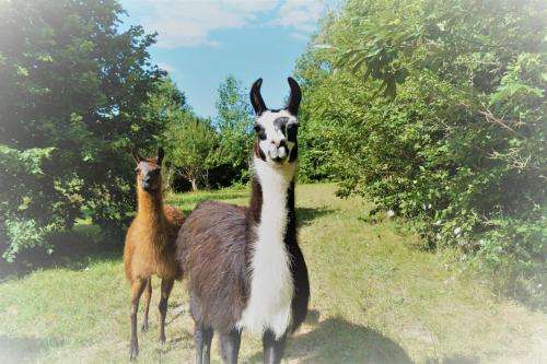 www.loirevalleyllamas.com