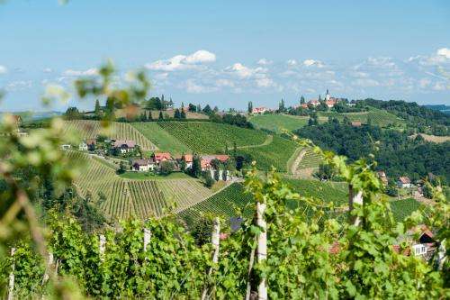 www.weingut-schauer.at