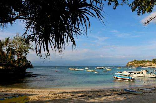 www.molamolalembongan.com