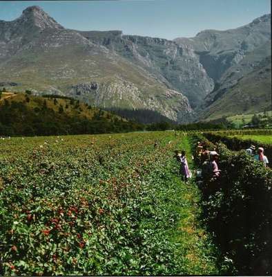 www.wildebraam.co.za