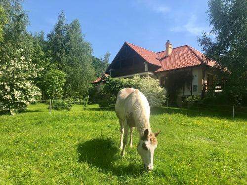 www.modrynaranczo.pl