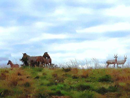 www.lookout-lodge.co.za