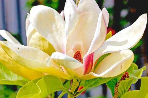 www.magnoliahousebedbreakfast.com