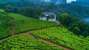 Tea Harvester