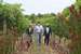 Belfield Wines and Farm Cottages