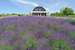 Lavender Hill