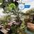 Dinso Resort - SHA Plus