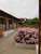 Asimina's House