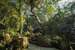Great Roots Forestry Spa Resort