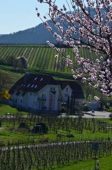 www.hotel-castell-leinsweiler.de