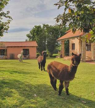 www.3alpacas.com