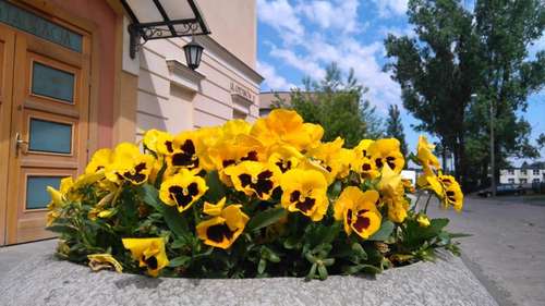 www.sanremo.com.pl