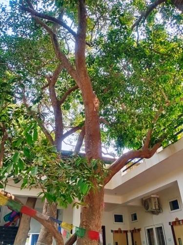 www.greenhubpushkar.com