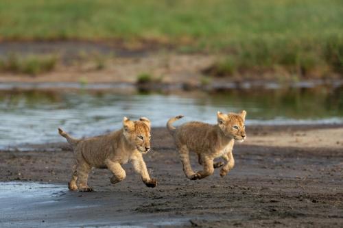 www.africa-safari.com