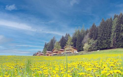 www.hochlebenamsteinerhof.at