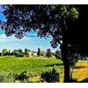 Fattoria La Torre