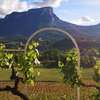 Le Haut des Vignes - Domaine des Granges Longes