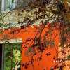 le jardin de myrtille