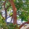 Green Hub Pushkar