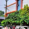 OYO Jinnens Tourist Home
