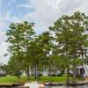 Bay Bushes at Perdido Bay