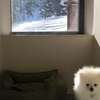 OKSIJEN ZONE PET HOTEL SPA Only Pet