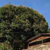 Cabaña Los Mangos