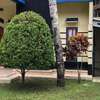 Isak homestay