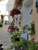 Les Coquelicots