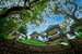 Nexstay Golden Fern