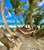 Little Corn Island Beach and Bungalow